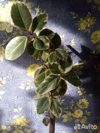 Фикус бейлиз