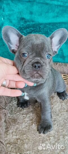 Лиловые девочки французский бульдог щенки