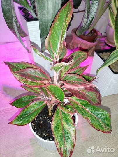 Аглаонема домашняя коллекция