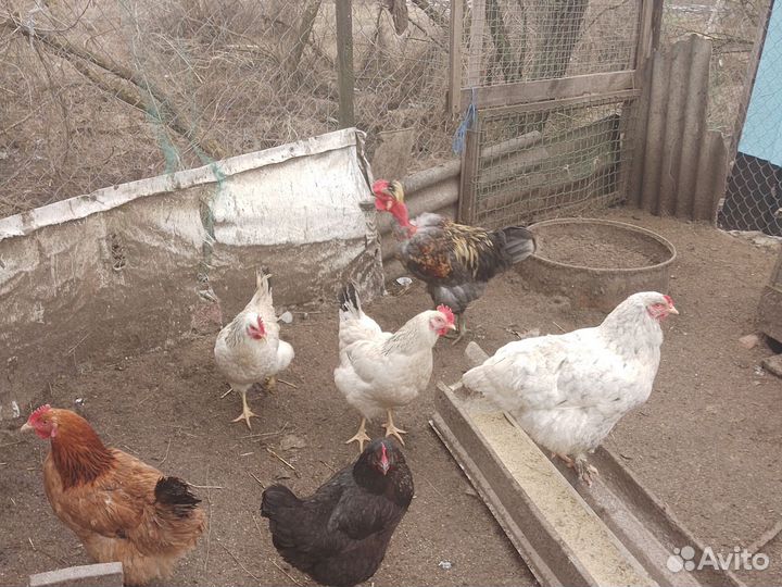 Яйцо на инкубацию