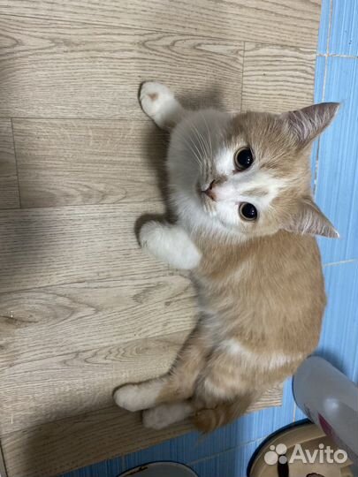 Кот в добрые руки