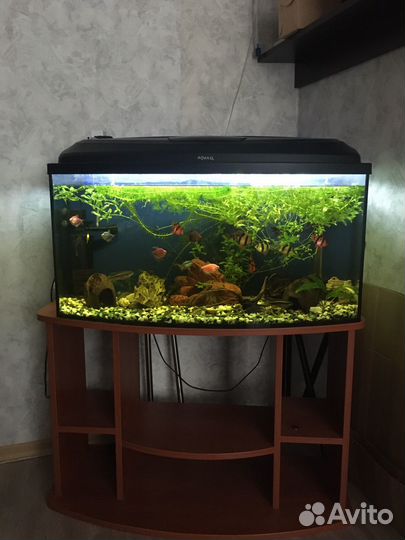 Аквариум Aquael панорамный 115 л