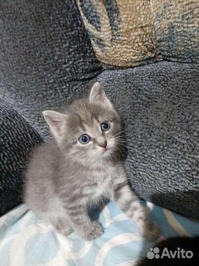 Кошка в дар