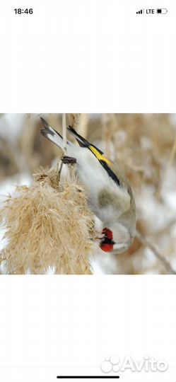 Щегол самец проверенный поющий