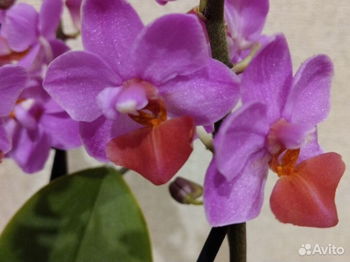 Орхидея мультифлора Льюис Берри пинк