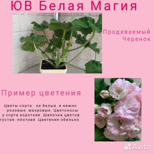 Пеларгонии сортовые