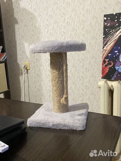 Когеточка для котят