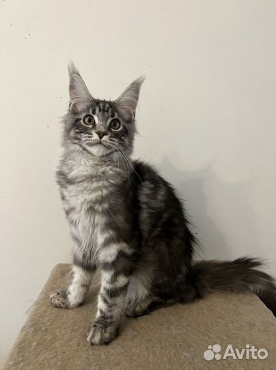 Котята мейн-кун