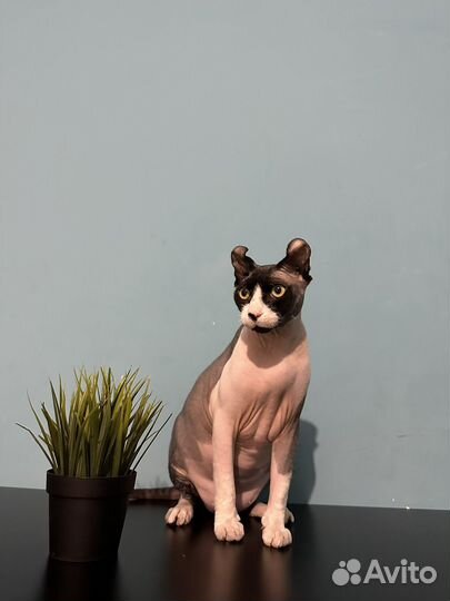 Сфинкс Эльф Эклюзивный