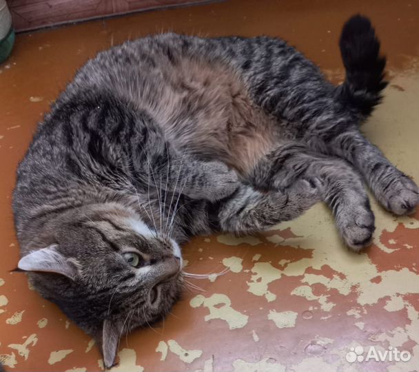 Ласковый кот в добрые руки, бесплатно