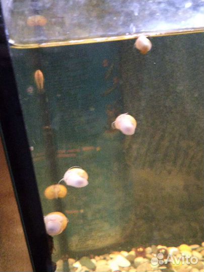 Улитки жёлтые