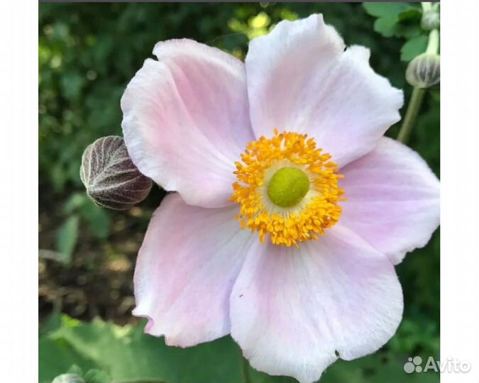 Анемона войлочная Robustissima