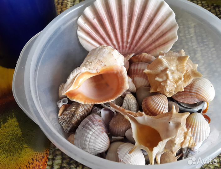 Ракушки для аквариума