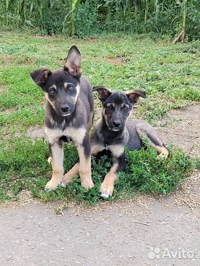 Собака отдам бесплатно