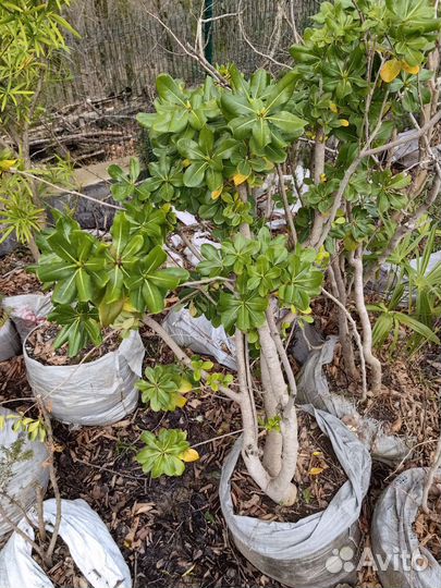 Смолосемяник питтоспорум