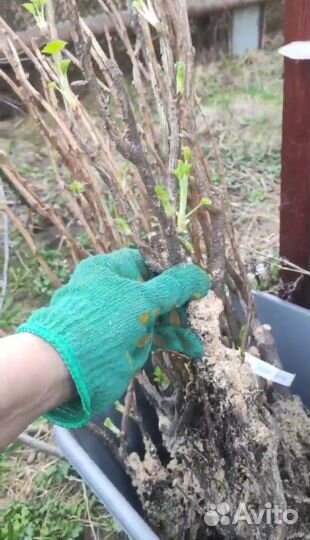 Саженцы черной смородины, великолепное качество
