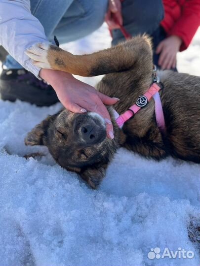 Ласковая собака грустит в приюте