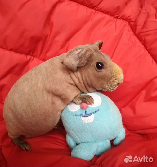 Морская свинка Скинни