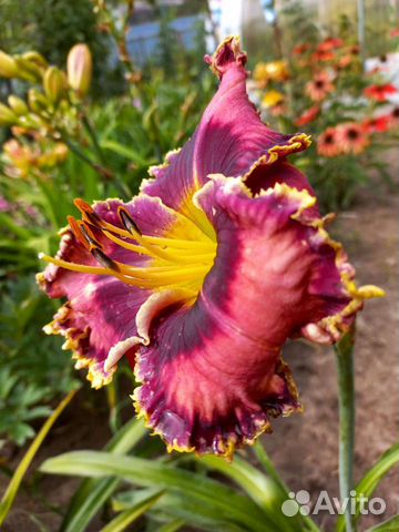 Лилейник Византин Смайл