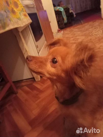 Собака в добрые руки