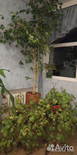 Фикус бенджамина большой