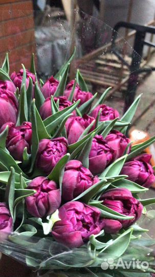 Тюльпаны оптом сорт world bowl