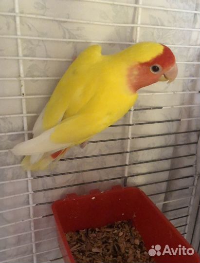 Неразлучники молоденькие