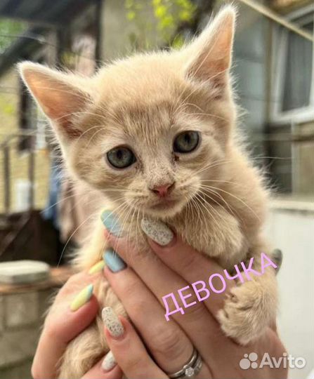 Очаровашки в добрые ручки