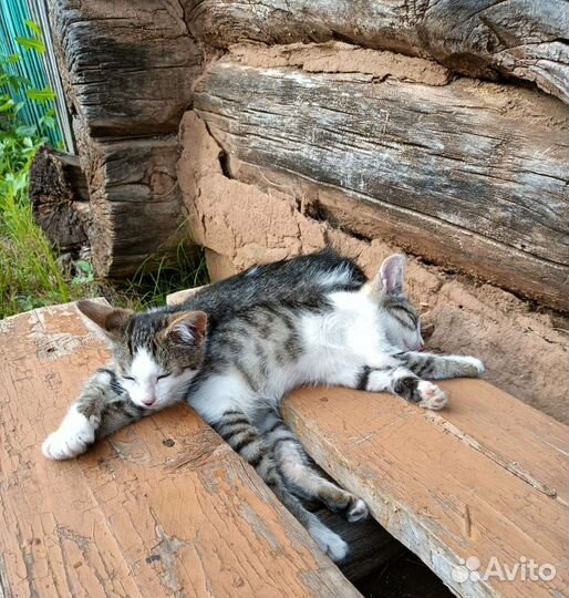 Котята в добрые руки