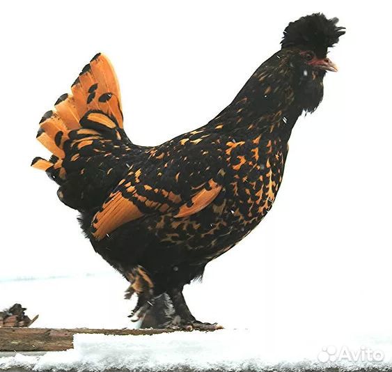 Павловские Золотые молодые Петухи