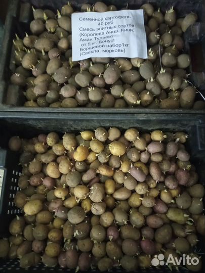 Семенной картофель элитных сортов