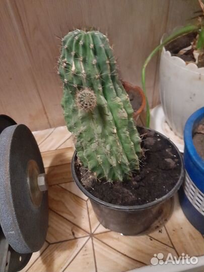 Комнатные растения цветы