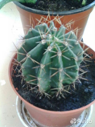 Кактусы и суккуленты пакетом