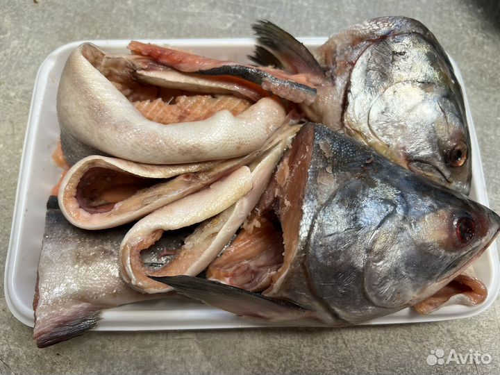 Красная рыба