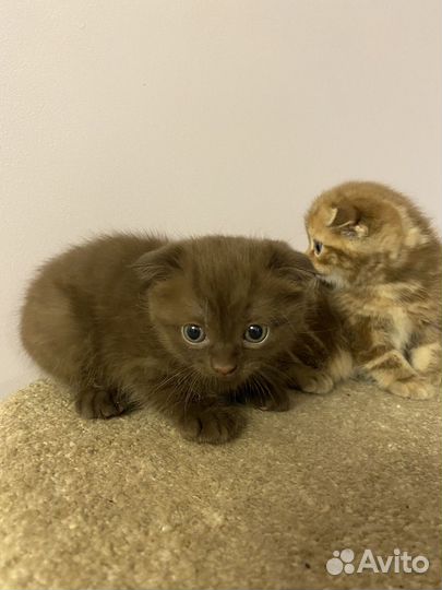 Вислоухие котята