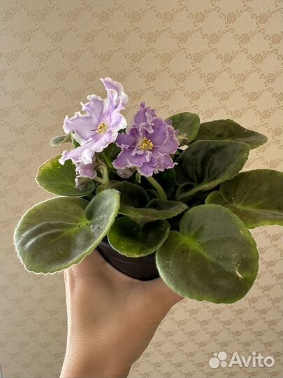 Фиалка в горшках