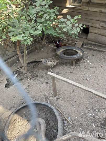 Фазан охотничий