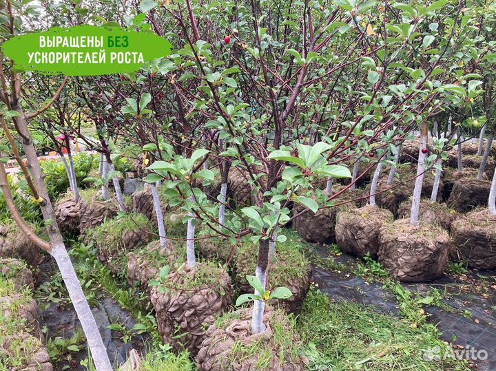 Вишня, груша, яблоня, черешня, слива. Саженцы