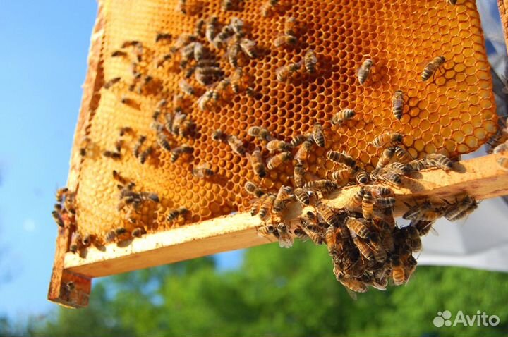 Мёд натуральный из Алтая оптом