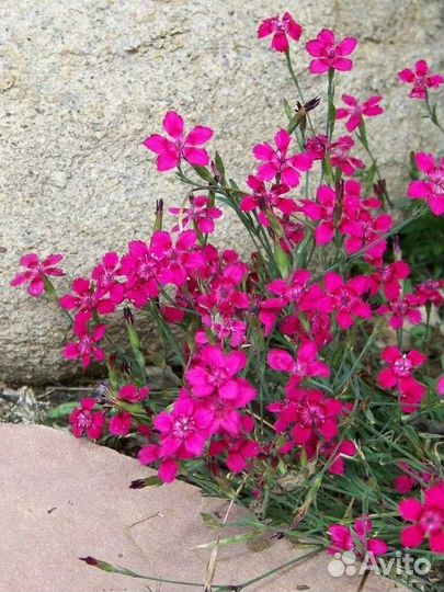 Гвоздика травянка, почвопокровник