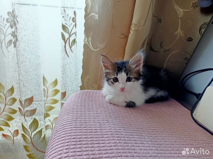 Отдам котенка