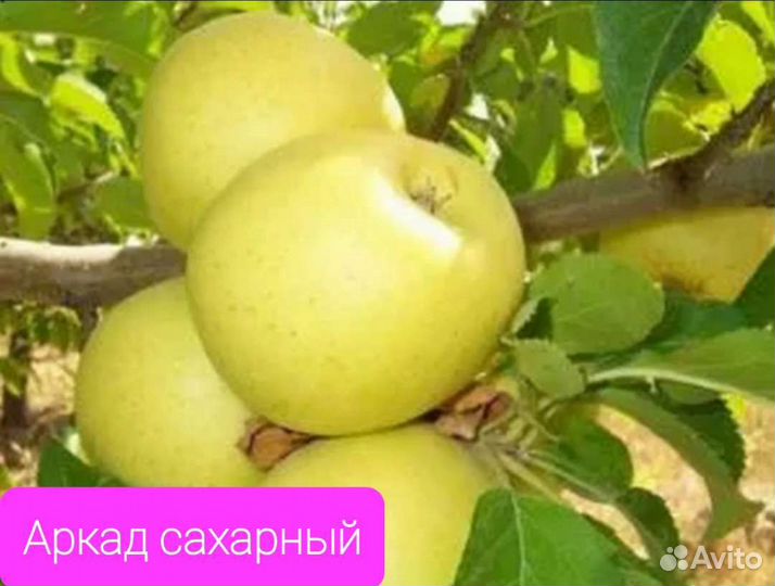 Продам саженцы яблонь 2-3летки
