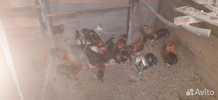 Петушки декоротивные(бентамки)