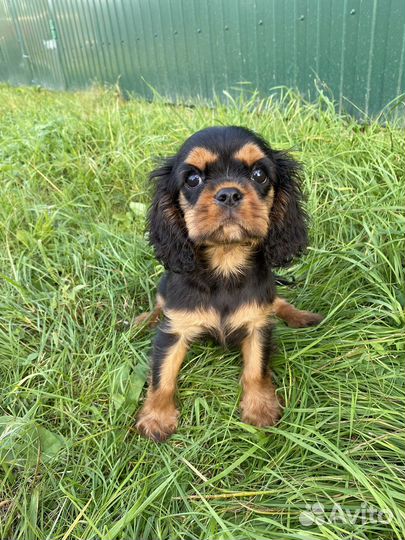 Кинг чарльз спаниель