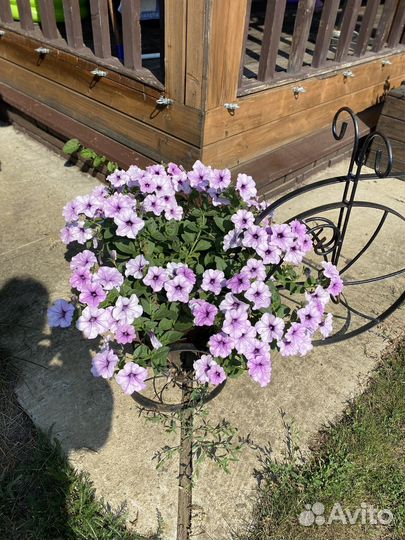 Петунья ампельная