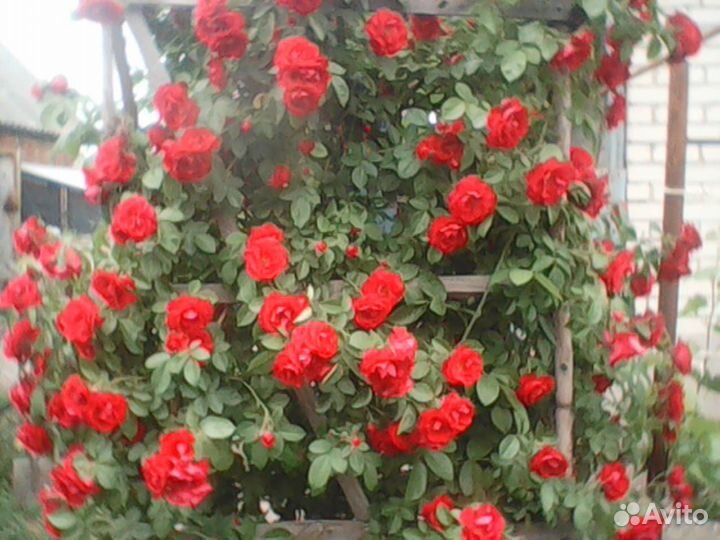Плетистые розы саженцы