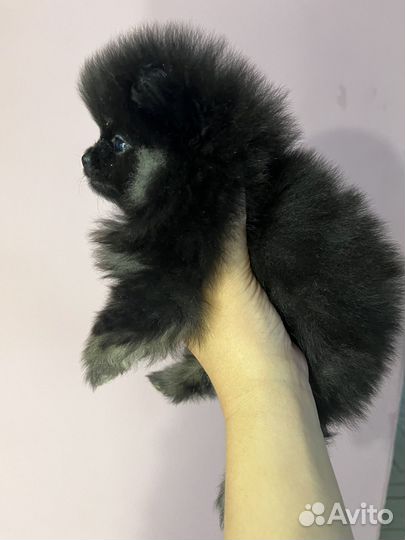 Померанский шпиц