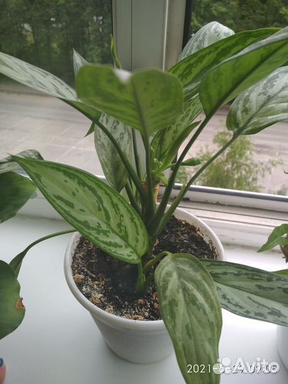 Комнатные цветы много разных