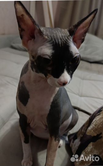 Котята породы Канадский сфинкс