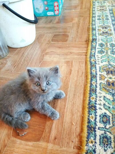 Кошки в добрые руки